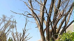 银杏树黄化、干枯与坏死的可能原因与对策