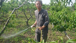 科学用药五条准则与桃树病虫害全网详细施药时间表