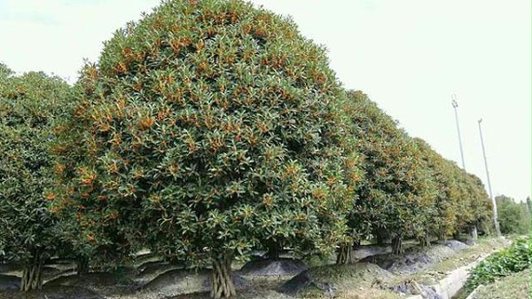 未标wenzhang-题-1