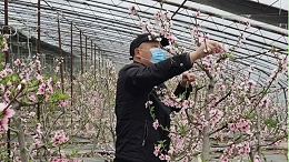 综合预防桃树常见病虫害的几种措施