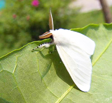 美国白蛾诱捕剂