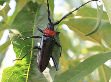 桃红颈天牛诱捕剂