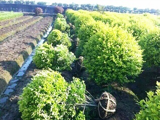 常州市绿化指导站星天牛诱捕剂案例！