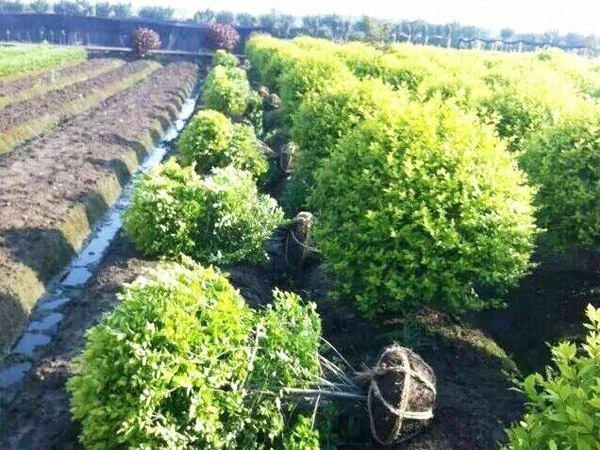 常州市绿化指导站星天牛诱捕剂案例！