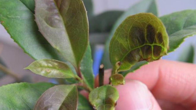 三种情况下桂花树易生煤污病，一定要注意！