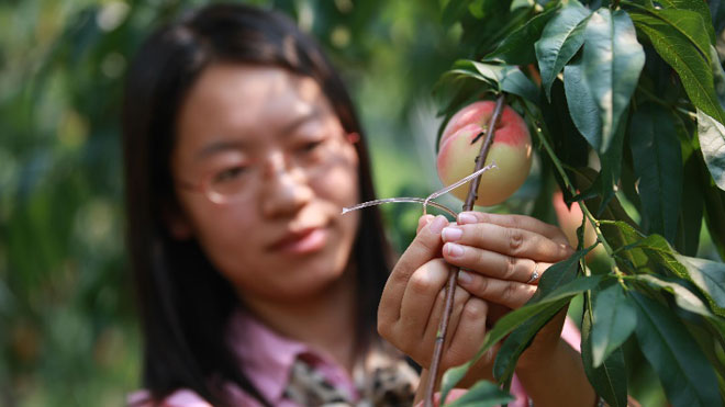 苹果蠹蛾迷向防治技术科普介绍，环保又实用！