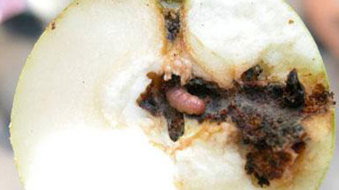 刮树皮诱捕剂，三种策略无死角防治苹果蠹蛾！