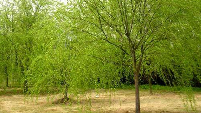 柳树常见虫害之舞毒蛾，六种治理手段！