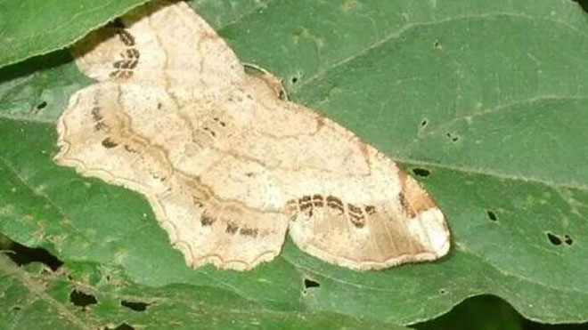 桑树桑尺蠖必须以化学防治为主，细节方法讲解！