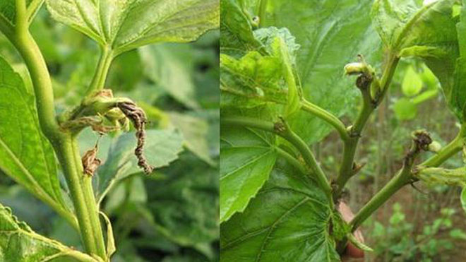 桑园病虫害特点与发生原因影响因素！