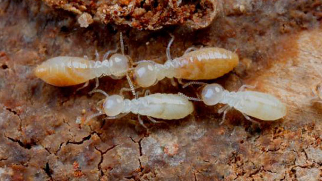 柳树疑难杂症虫害治理，白蚁柳蚜及介甲虫！