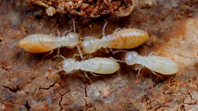 未wenzhang-标题-1