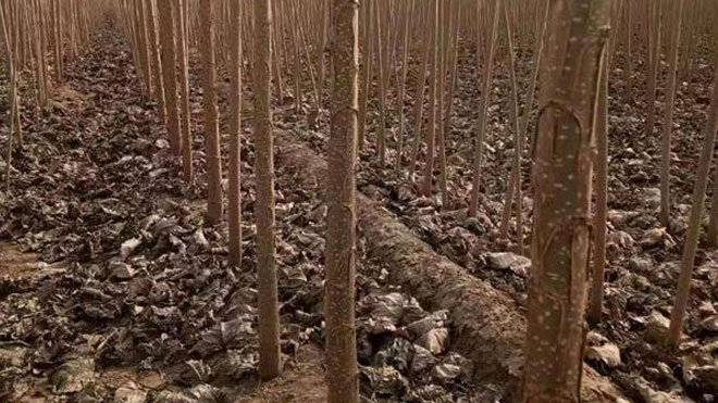 杨树怎么育苗高效健康？杨树种苗管理技术传授！