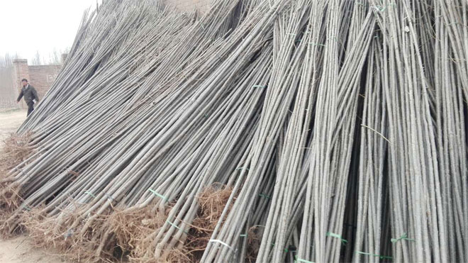 杨树林扦插育苗的步骤性技术介绍与教学！