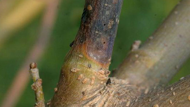 桑树病虫害综合防治的基本原理与目的意义