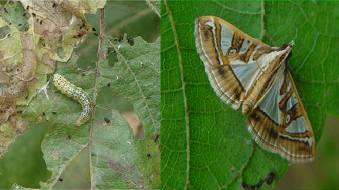 桑园杀手害虫桑螟的无公害防治，农业技术治理轻松高效！