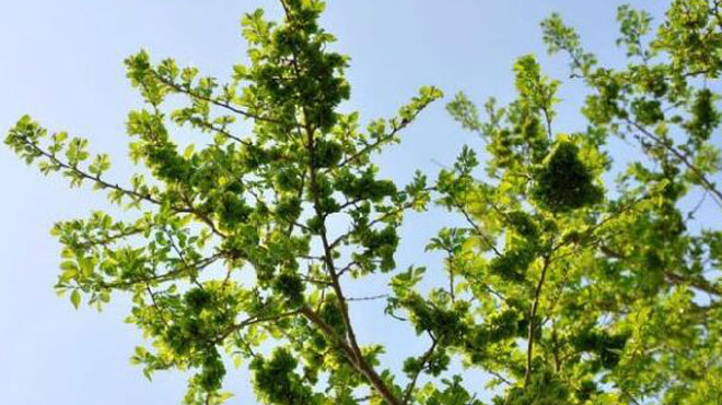 榆树高效能应用于城乡绿化的三个方面！