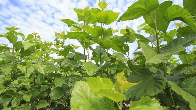 桑树种植桑苗选择与种地挑选，栽培技巧