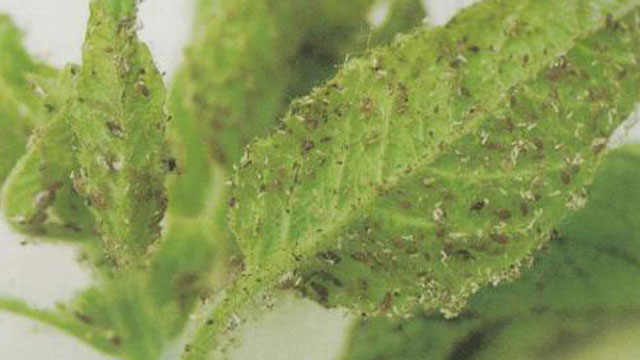 未标wenhznag-题-1