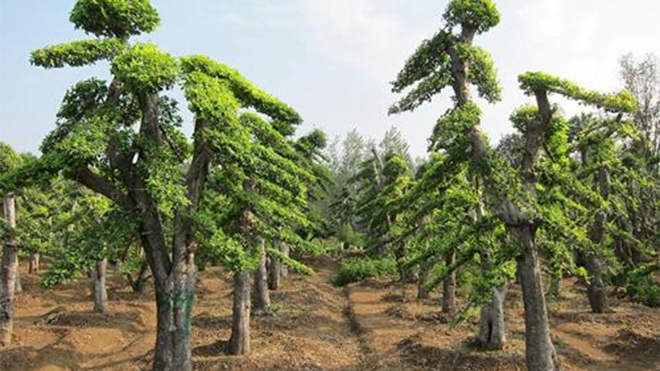 榆树绿化作用多多，城市基调树种优势明显！