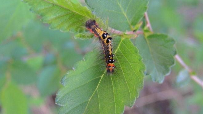榆毒蛾破坏性强，了解危害与防治及时应对保护榆树！