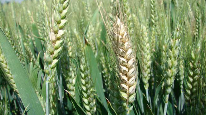 小麦赤霉病发生危害三个特点与病害成灾两个方面！