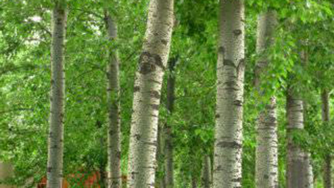 中林杨与84k杨的木材优缺点与种植特征！