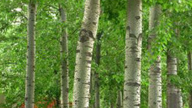 杨树主要品种科普，各有优势，选择是关键！