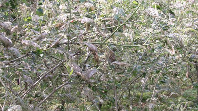 桑树桑螟成灾有对策，生物物理化学三方面防治！