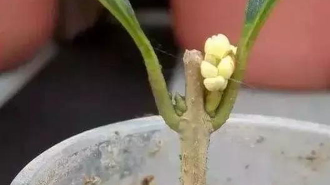 桂花树扦插技术能保证高存活率，必须一学！
