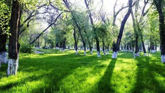 鲜见的针对榆树炭疽病的发生规律与防治方法介绍