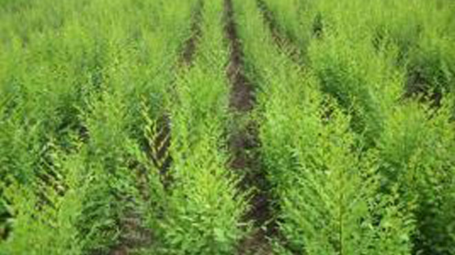 榆树黑斑病与榆树冠瘿病不用苦恼，解决方法都在这！