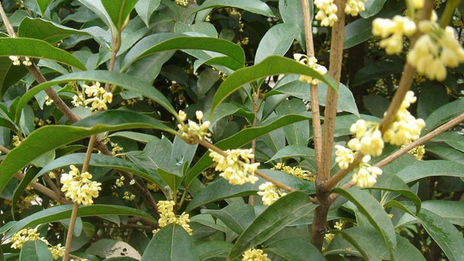 桂花树栽培管理要领介绍，细节控制长势！