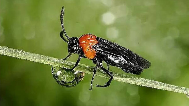 水杉树针对性治理三种习见虫害的高新技术！