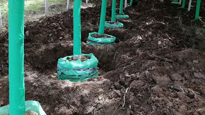 杨树护理知识之松土除草、修枝与间伐！