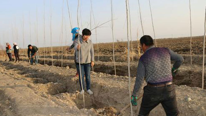 杨树栽植过程中的种苗选择与施肥方法讲解介绍！