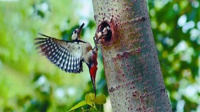 大斑啄木鸟招引翻一番，杨树虫害不再怕