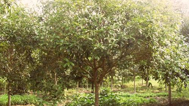 桂花树煤污病的发生规律与症状，主要原因是污染！