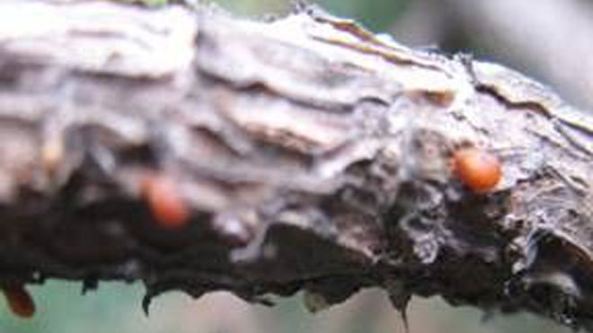 细讲日本松干蚧营林防治技术与技巧