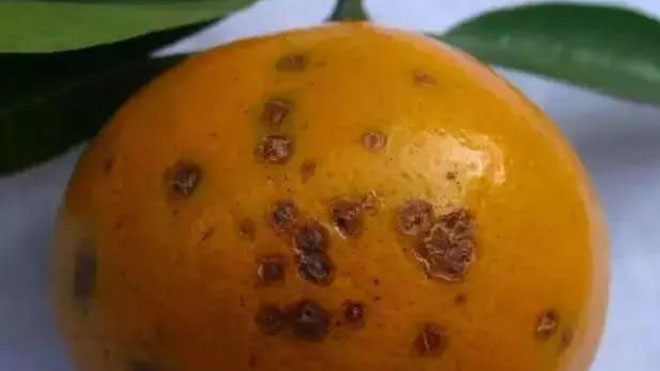 沙糖橘是什么，发病特征如何又该如何治!