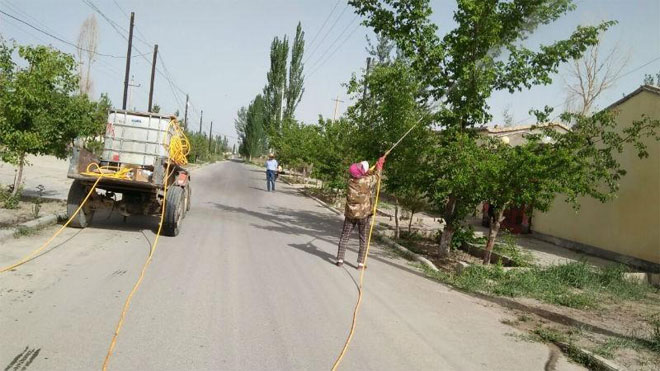 苹果蠹蛾用什么农药好，苹果蠹蛾药剂防治方法！