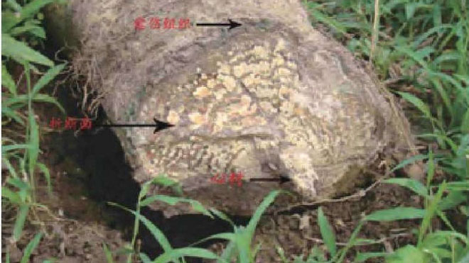 桂花树苗木移栽成批死亡问题出在哪儿？透彻分析与解决方法供参考