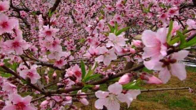 新热潮绿色生物防治法，针对桃树病虫害全面整理