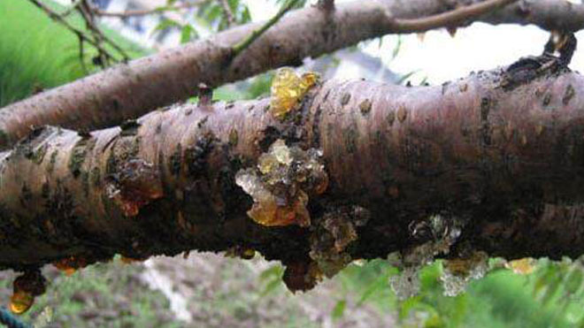 无药便捷抗虫害方法，针对桃树病虫害防治之人工防治与农业防治