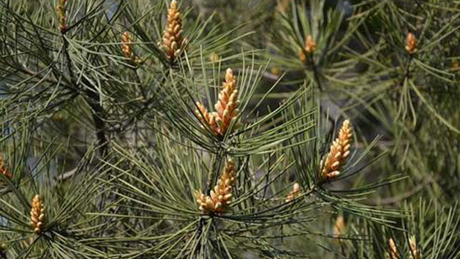 松树林常见病虫害的综合防治手段，一共四招！