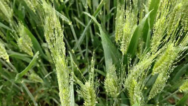 小麦赤霉病的危害与症状，区分病症，重视赤霉病！