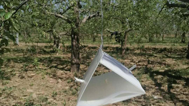 重视细节的苹果蠹蛾监测方法，病害扼杀在开头！