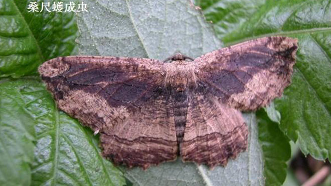 零污染绿色防治，从农业及生物、物理角度入手！