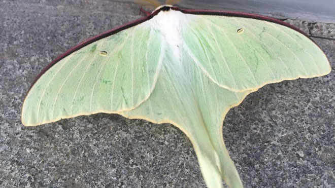 绿尾大蚕蛾的形态特征发生规律与防治规律！