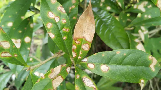 桂花树叶斑病危害大，合理防治才能保护树木！